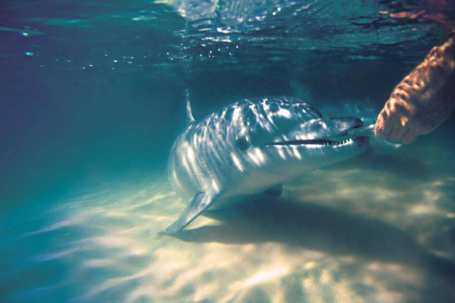 【黃金海陸空】季節賞鯨、餵食海豚、海豚島2晚、農莊體驗、飛越海岸線9日