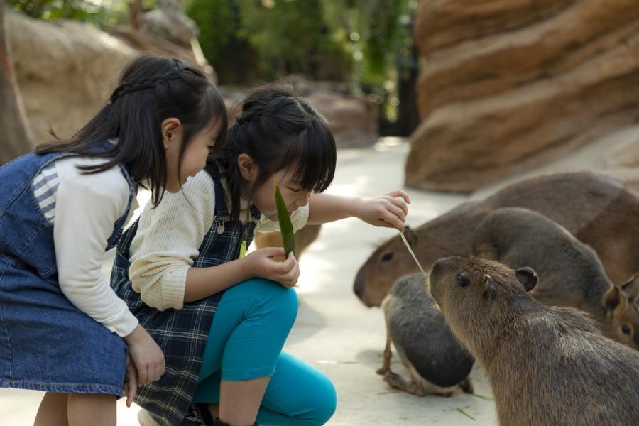 【親子冬遊】國際五星‧須磨海洋世界‧動物王國‧六甲山戲雪‧和牛螃蟹5日