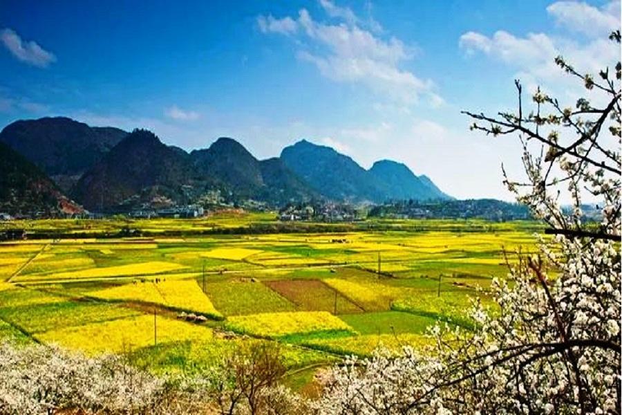 【花現貴州】黃果樹瀑布、平霸櫻花、音寨油菜花、千戶苗寨、重慶洪崖洞8日
