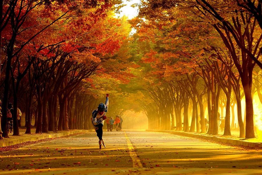 【楓情韓國】景福宮.銀杏大道.海鷗船體驗.醬蟹傳奇.明洞弘大逛街5日
