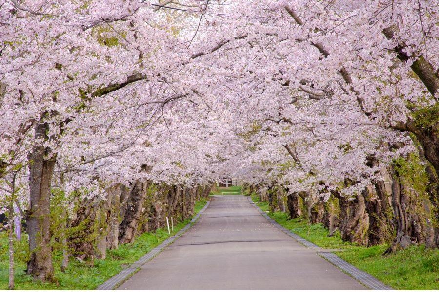 SL【北海道嬉春花舞間】漁火鐵道・櫻並木・松前公園・五陵廓粉櫻6日