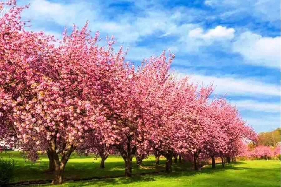 【花漾貴州】平霸櫻花、苗服體驗、黃果樹瀑布、荔波大小七孔、天龍屯堡8日