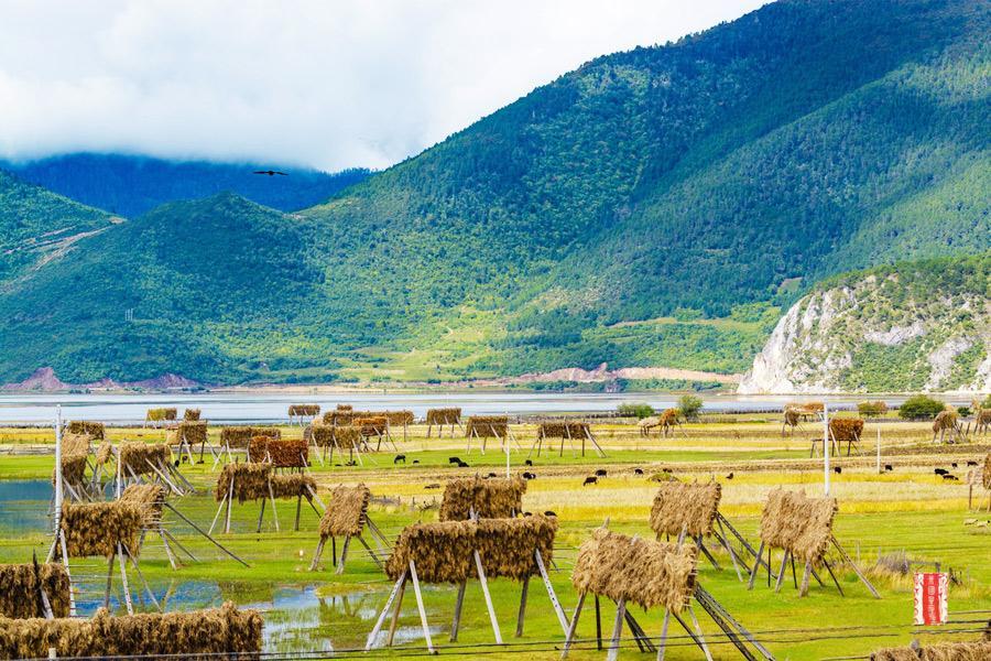 【雲彩之南】香格⾥拉、⽟龍雪⼭雲杉坪、普達措、巴拉格宗、納帕海雲南9日