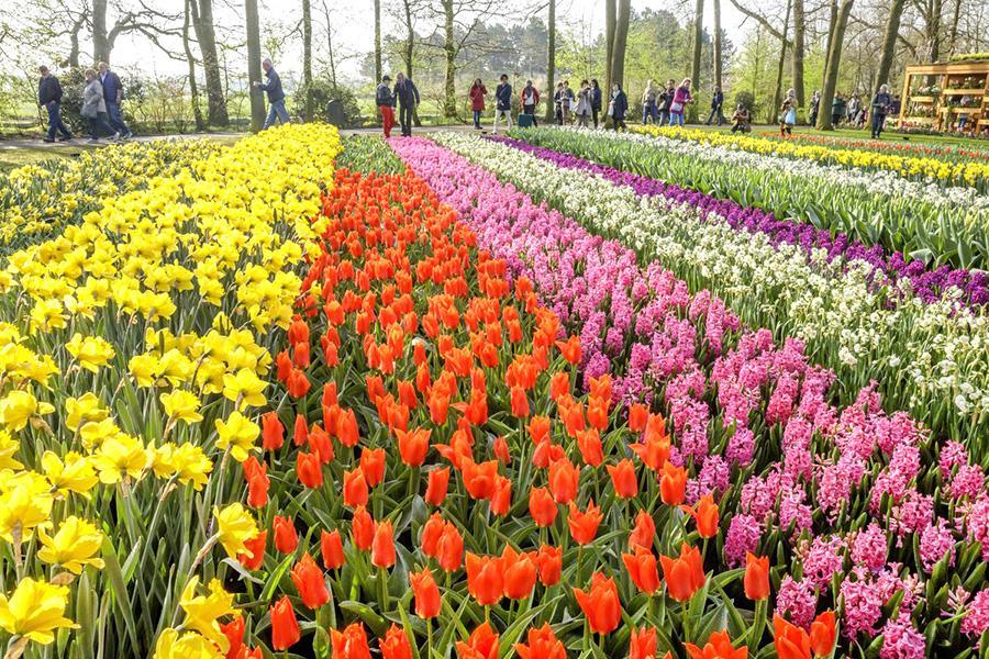 【華麗歐洲】荷比法～鬱金香花園、TGV高速列車、百年古蹟餐廳10日