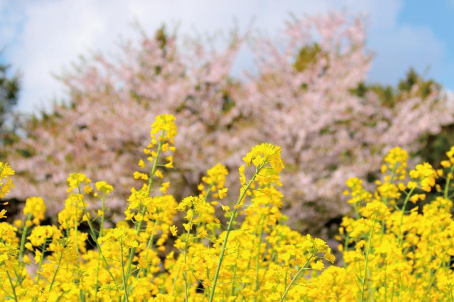 櫻花戀濟州~漫步夜櫻&鹿山路隧道.水上星球水族館.笑笑羊海女村5日