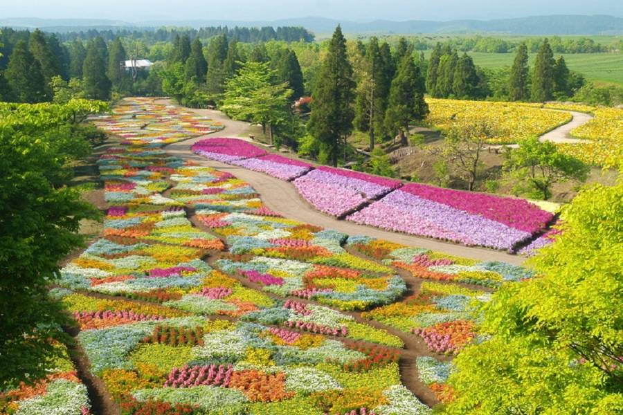 【九州紫藤芝櫻】黑木大藤、久住花園、熊野神社、千財農園、柳川扁舟5日