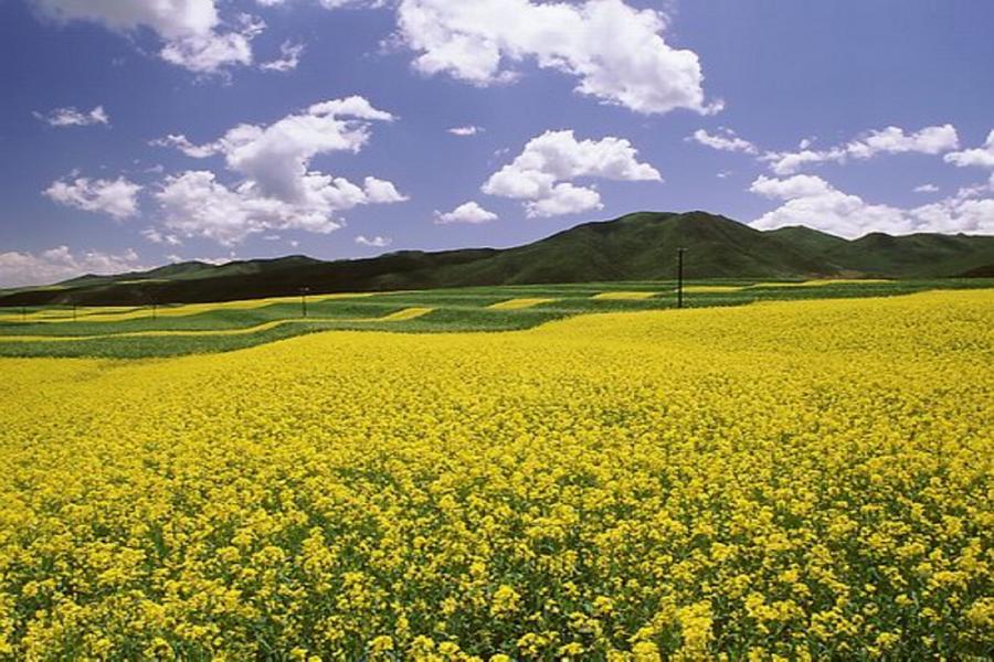 【金黃貴州】羅平、萬峰林油菜花、黃果樹瀑布、花江峽谷大橋、苗服體驗8日