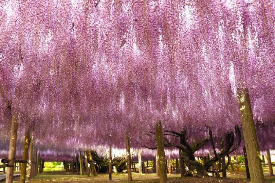 精選九州●紫藤物語5日│河內藤園、高空別府纜車、青青草千里、湯布院小鎮