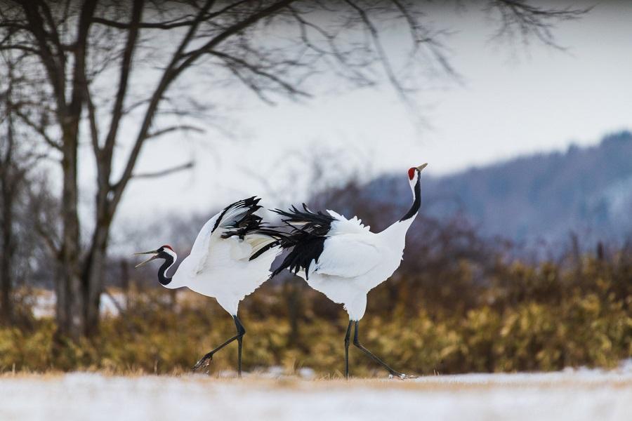 【北海道特惠團】熱氣球體驗・旭山動物園・札幌摩天輪・小樽運河6日