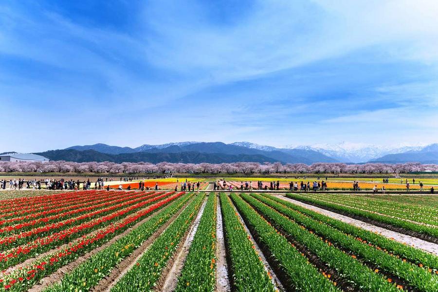 精選富山｜春之四重奏、百選賞櫻、長良川鐵道、白川鄉合掌村、富山樂購5日