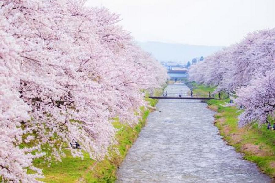 精選富山｜春之四重奏、百選賞櫻、長良川鐵道、白川鄉合掌村、富山樂購5日