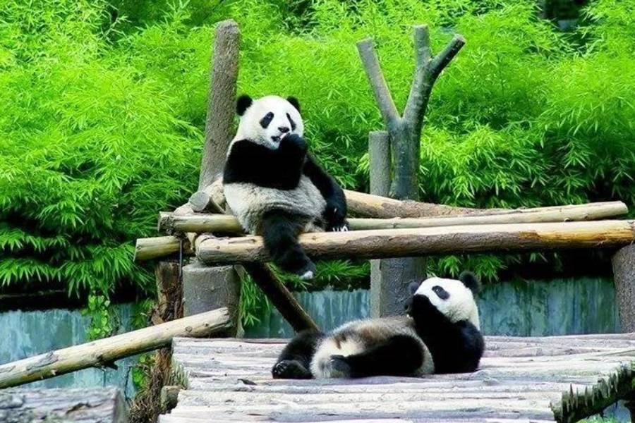 澳享成都~熊猫基地、黃龍風景區、九寨溝景區8日