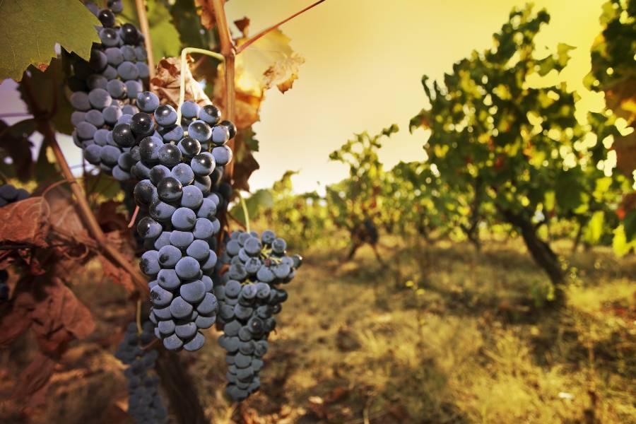 【聰明玩家】西葡雙國、高第建築 、波特酒莊、佩納宮、遊船、雙點12日