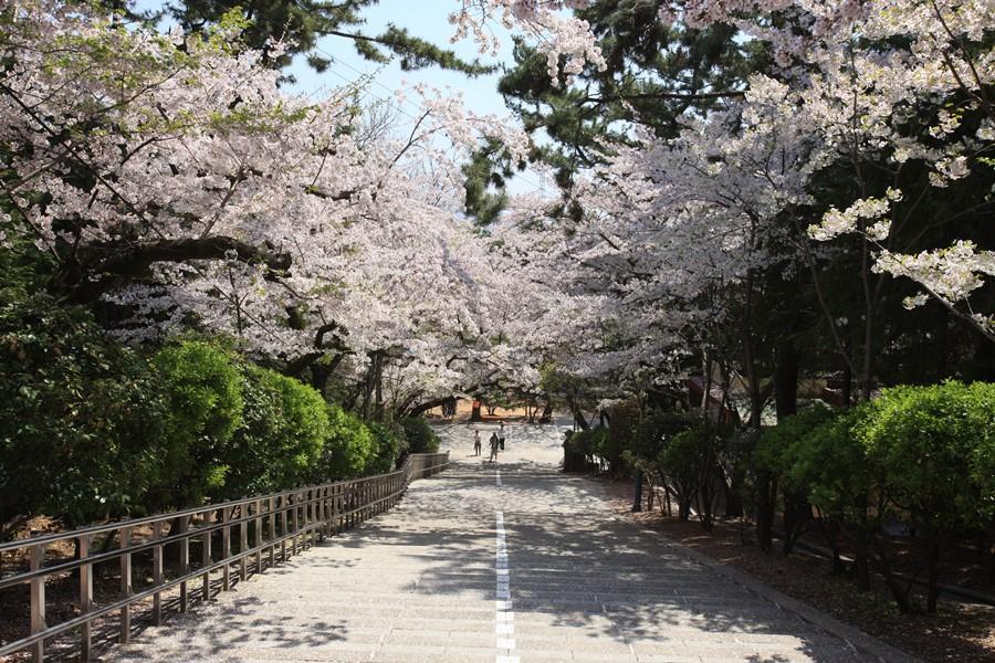 【釜山櫻物語】鎮海羅曼史橋、櫻花隧道、天空艙列車、海上纜車、龍蝦鍋5日