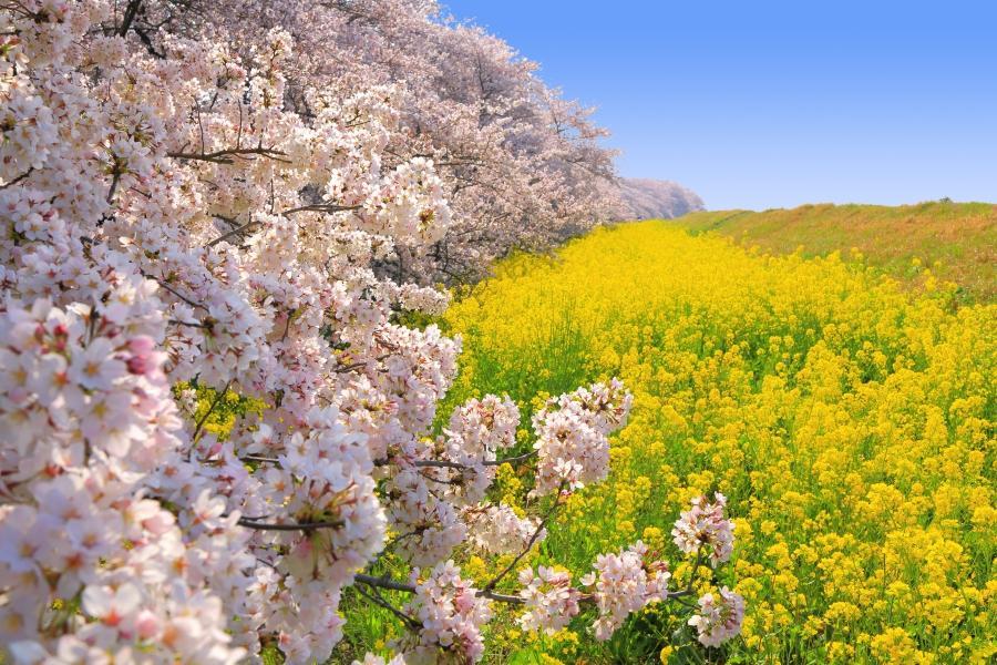 【花遊小江戶】目黑川、熊谷櫻堤、江之島、白鳥船、螃蟹、溫泉6日