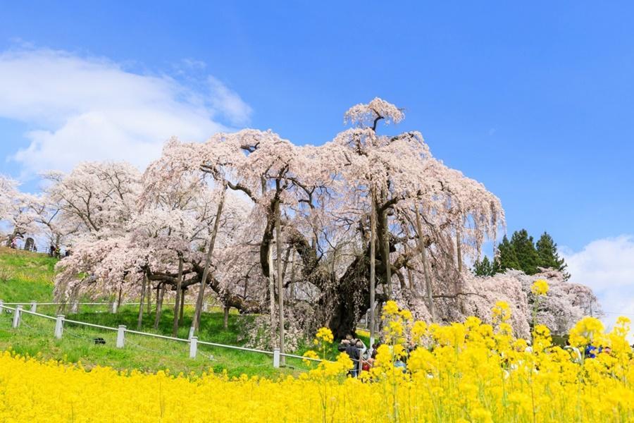 【春櫻饗宴】關東東北‧百選櫻景‧足利花卉公園‧松島遊船6日