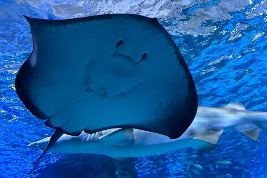 韓國樂天世界必玩～水族館打卡.恩平韓屋普羅旺斯村.東大門.市區1晚5日