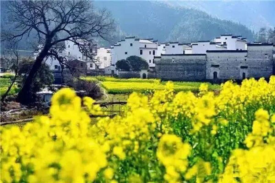 【春漫油菜花海】江西婺源、璀璨望仙谷、靈山登山手扶電梯、龍虎山八日