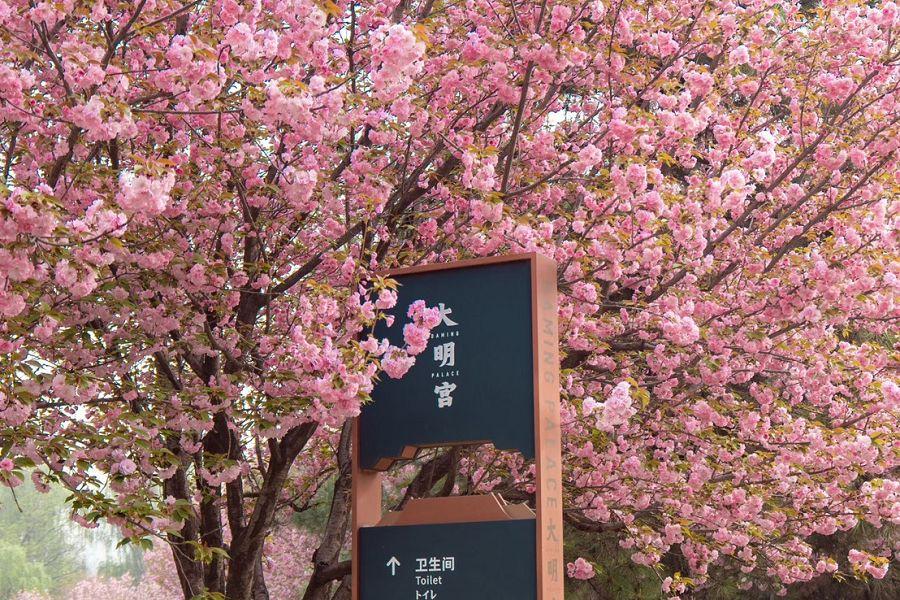 【搭乘高鐵穿越千年雙帝都】北京皇城春景、西安古都花事、古宴大秦小宴八日