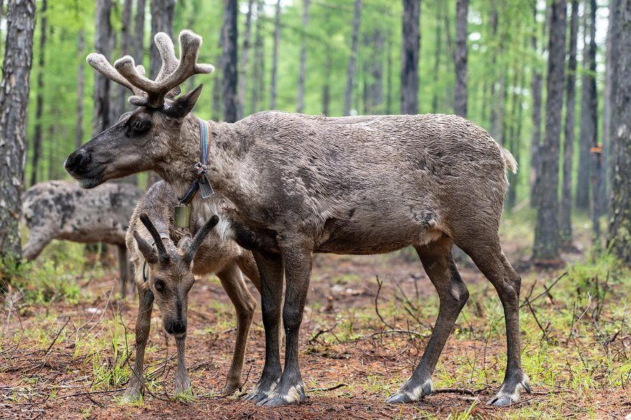解鎖中國最北版圖、額爾古納右岸、敖魯古雅部落、漠河、呼倫貝爾草原12日