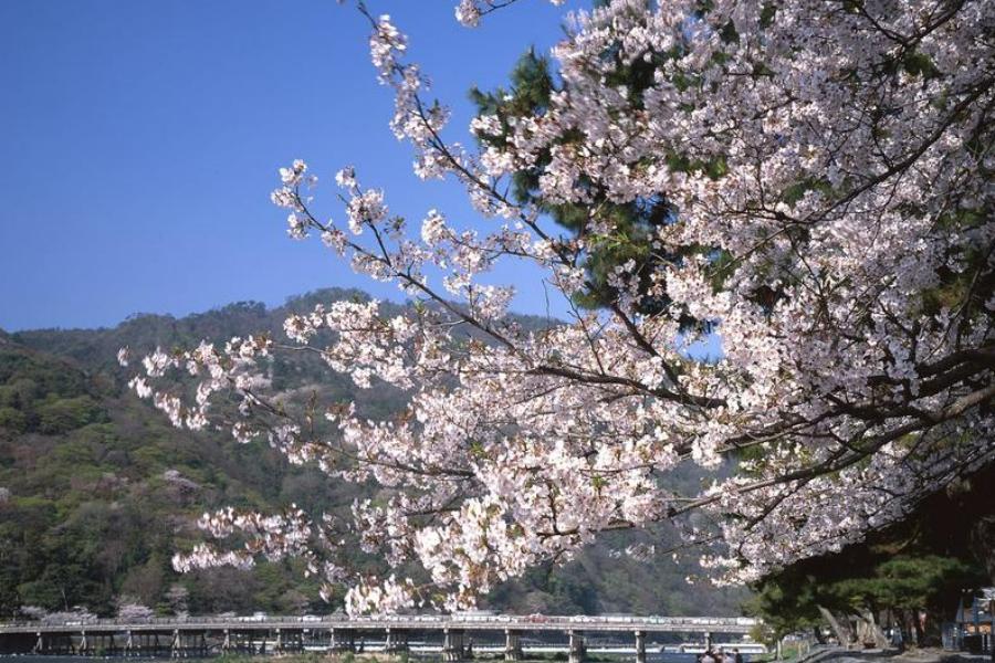 【精選關西】賞櫻百選‧8人成行‧保住環球周邊飯店‧和服螃蟹關西5日