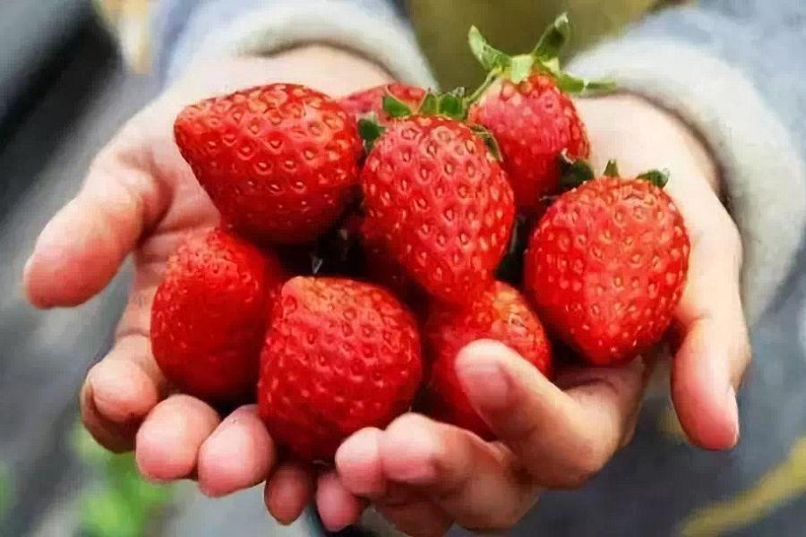 台中出發包機【夏經典熊本】日南摩艾像、MIFFY主題～豪斯登堡５日