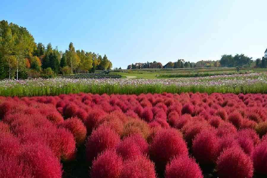 【北海道森秋楓采】大沼楓情.神仙沼.函館山纜車.香雪園.邂逅紅葉6日