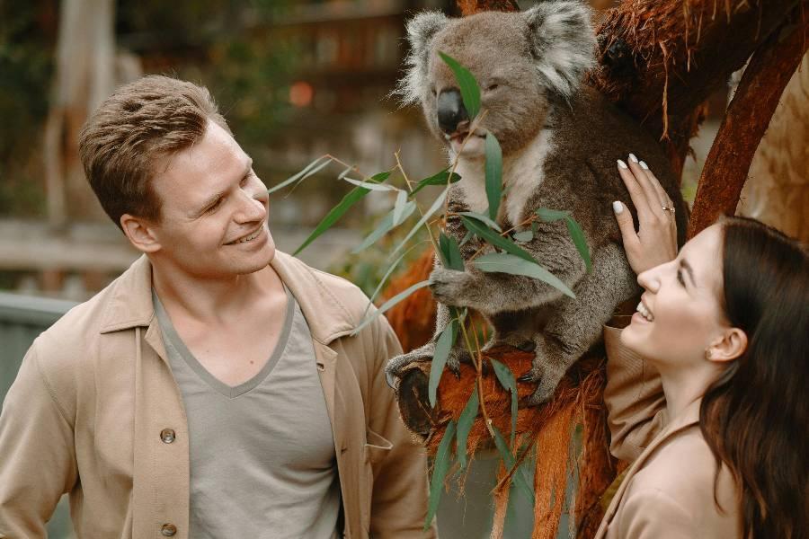 【可愛動物大集合】可倫賓保護園、藍色螢火蟲、Q1景觀台、黃金海岸7日