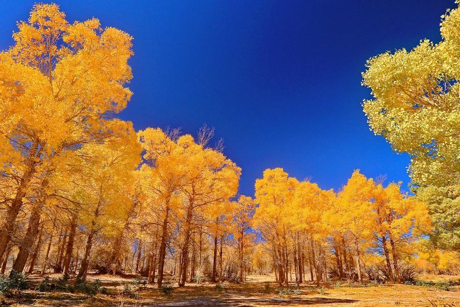 登世界屋脊、遊喀什古城、賞沙漠風光、會英雄胡楊、古域南疆 南航12天