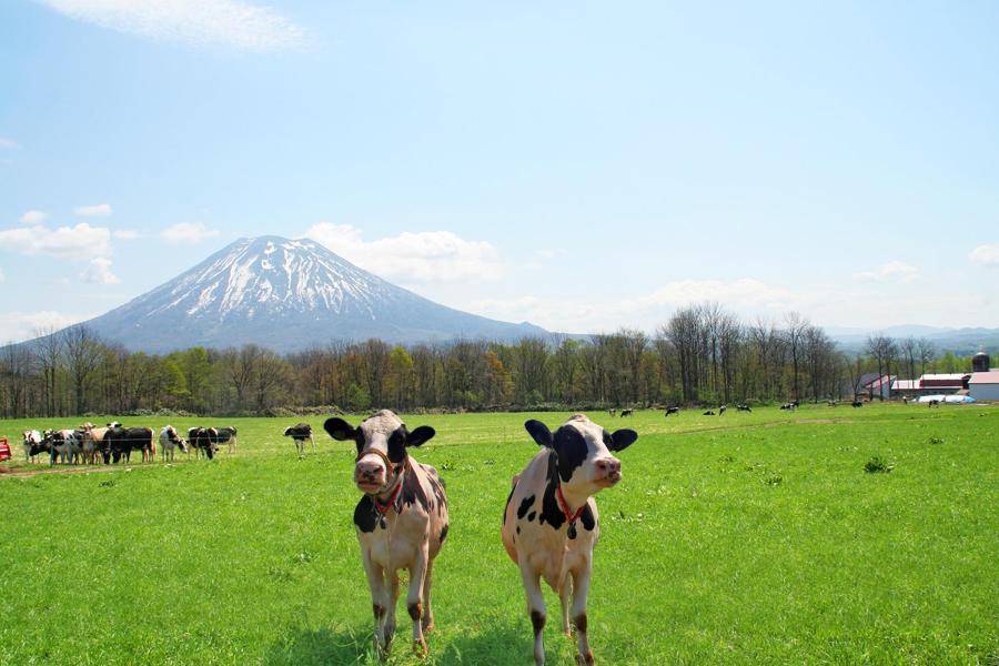 【北海道秋收祭】花火節.二世谷希爾頓 尼克斯海洋.鴕鳥牧場.6日