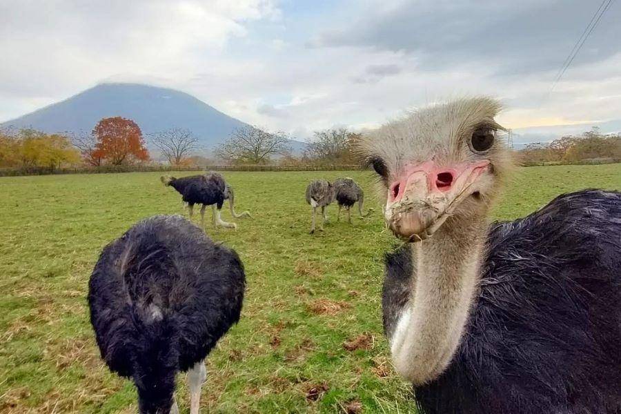 SL【北海道秋收祭】花火節.伊達時代村. 鴕鳥牧場.ROYCE工廠6日