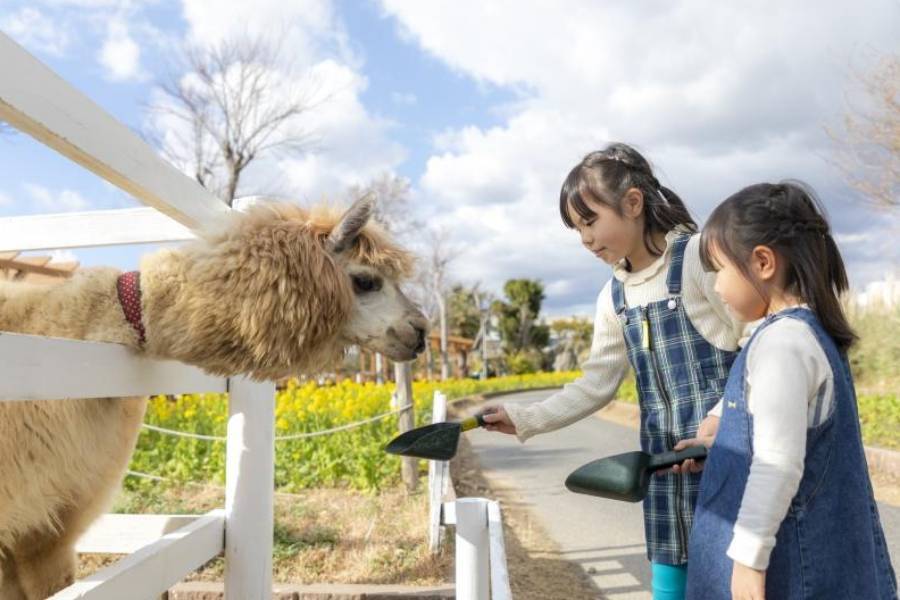 【精選關西】星宇航空‧環球官方飯店‧神戶動物王國‧和牛龍蝦饗宴7日