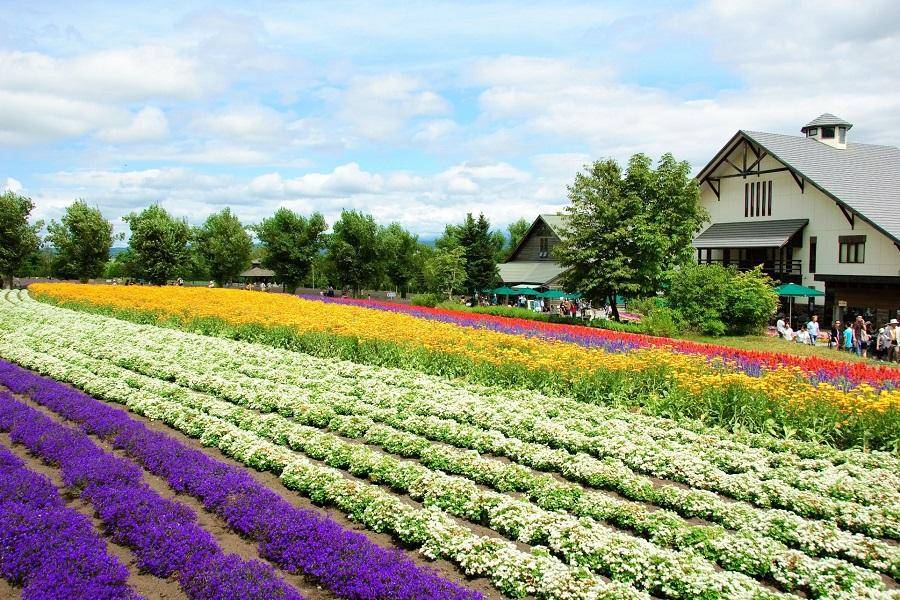 【限時限量星宇幻紫】夏季薰衣草花田、百萬函館夜景、保住兩晚溫泉飯店