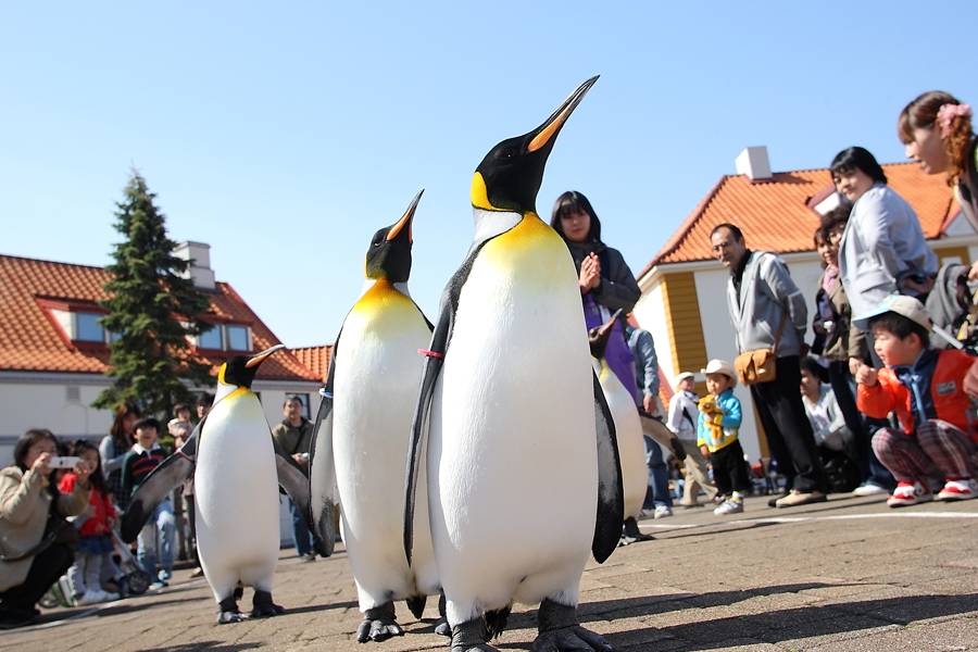【北海道暑降限時限量】函館夜景、企鵝遊行、品長腳蟹、溫泉五日
