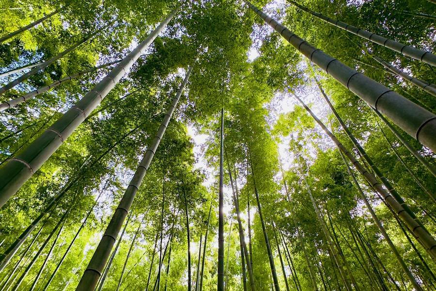 特惠【仙台舒活】銀山、抹茶、松島、大內宿、圓通院、大佛、牡蠣、溫泉6日