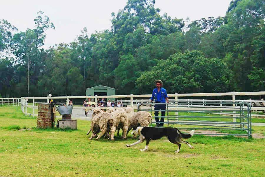 【澳洲】黃金海岸+雪梨~無尾熊抱抱、之字形復古火車、雪梨塔旋轉餐廳8天
