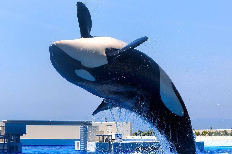 【精選關西】生田神社‧神戶大倉‧須磨海洋世界‧竹田城‧螃蟹和牛溫泉6日