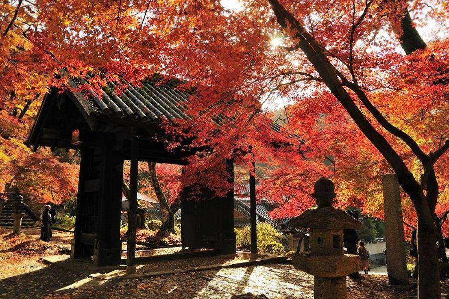 【秋楓九州】秋月城跡、環境藝術之森、銀杏熊本城、高千穗峽、九重吊橋5日