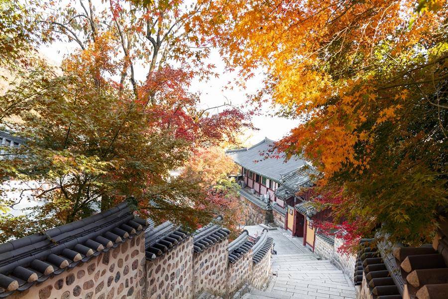 【楓戀釜慶】五星樂天、豪華遊艇、梵魚寺賞楓、傳統年糕體驗、長腳蟹5日