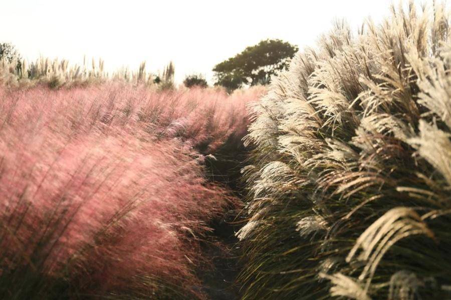 【秋濟時光】城山日出峰、漢拏山觀音寺、山茶花之丘、大岩岬、微笑牧場6日