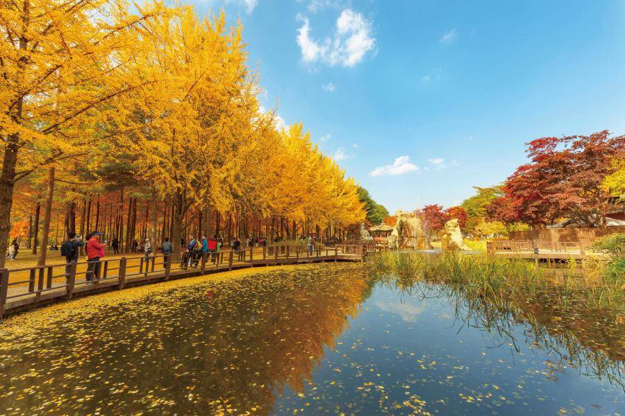 【金秋時節】南怡島銀杏、雞龍山賞楓、景福宮韓服、植物園咖啡廳5日
