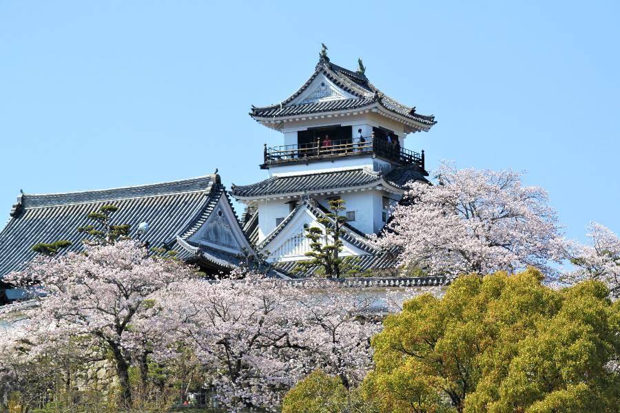 【公主遊輪】藍寶石公主追櫻、嚴島神社、熊本城主體驗、台積電熊本12日