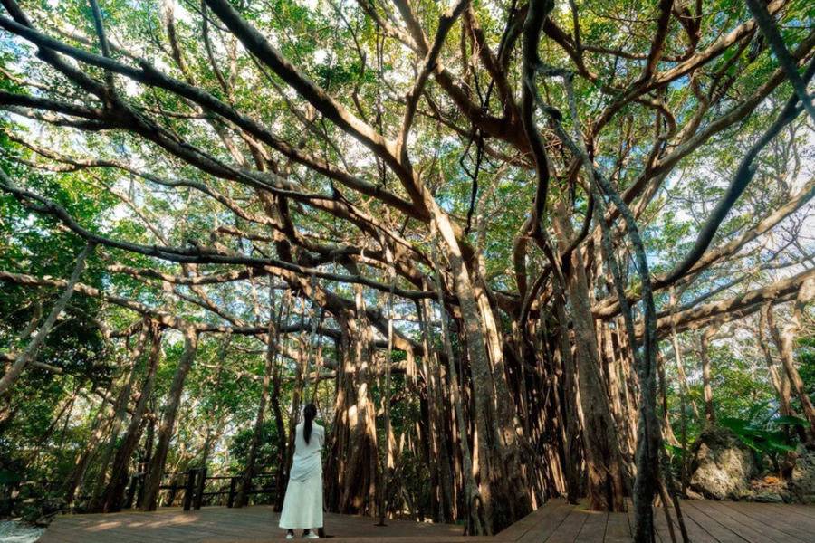 沖繩．山原秘境｜尋訪ASMUI聖地、邊戶岬絕景、神秘地底Cave四日