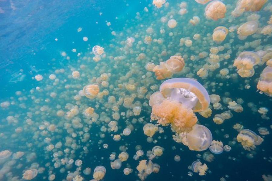 【精選帛琉】二次出海、水母湖、大斷層、海豚灣、獨木舟4日