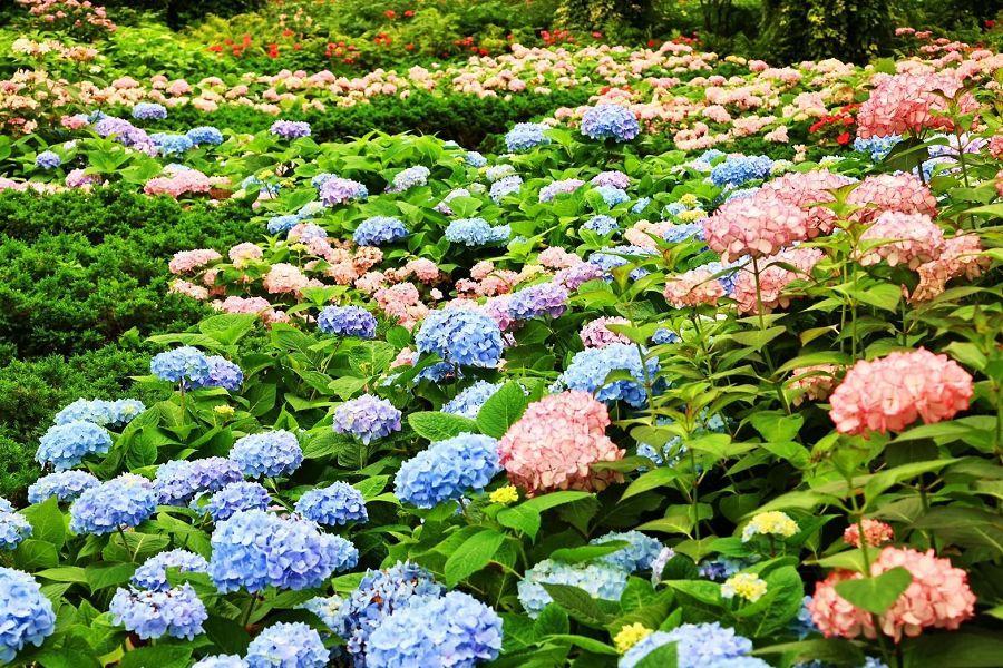 杉林溪花開時，牡丹紫藤/繡球花海、全新國漫館鏡湖大樹榕光、彩虹眷村二日