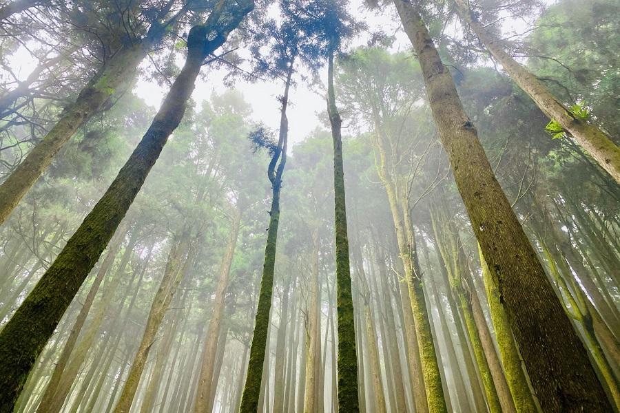 【嘉義】特富野日治舊鐵道、古木古道健行、愛情大草原1日