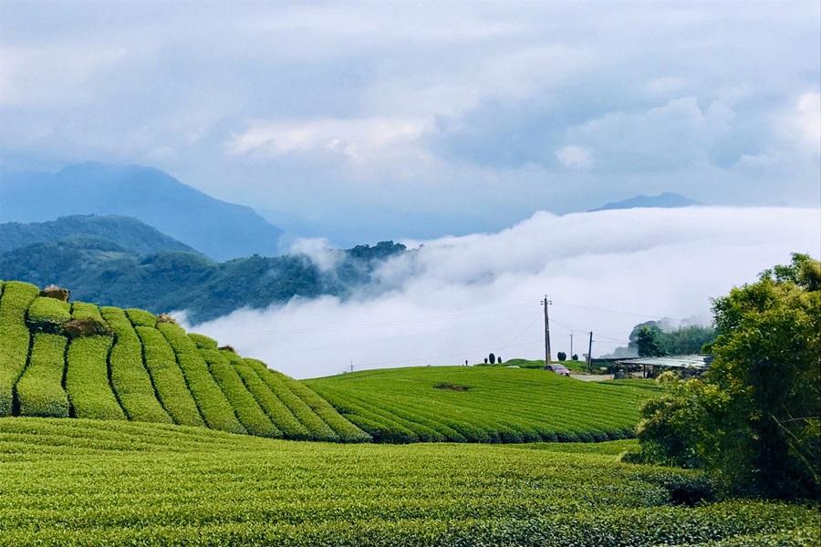 【環島巴士】二延平步道茶園雲海、梅花鹿、東河部落、加路蘭海景、最美圖書館4日