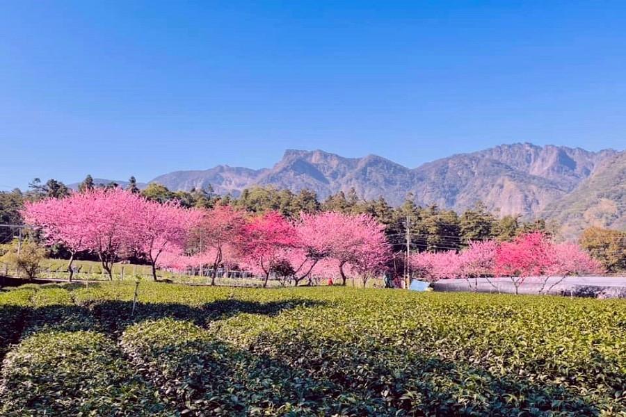 【春紅福賞櫻】玉山草坪頭櫻花、新中橫、鹿港老街、東埔溫泉、祈福三日遊