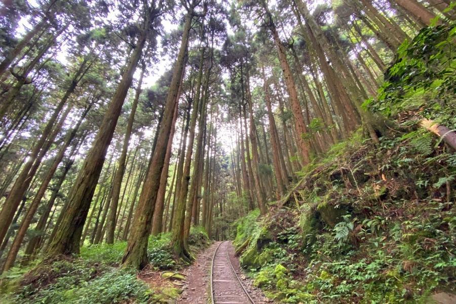 【嘉義】特富野古道夢幻秘境、出水沙灘. 三隻小豬觀光農場、絕美美術館，掀起海風走入森林二日遊(走進山林)