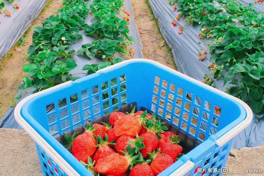 竹苗 大湖採草莓 新竹動物園 城隍廟美食 老鍋手作米食 氣 國內旅遊 東南旅遊